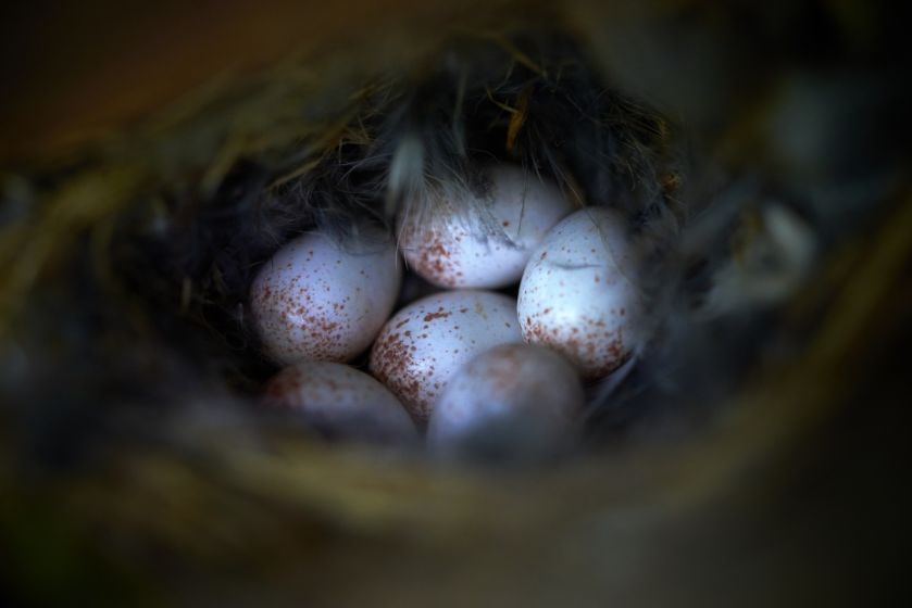 jak wygląda pełzacz ogrodowy
