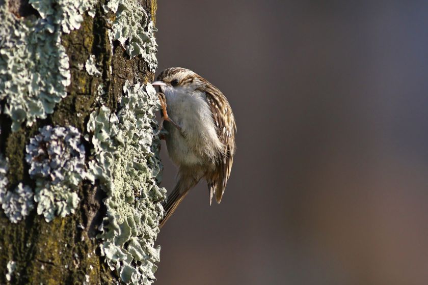 jak wygląda pełzacz ogrodowy