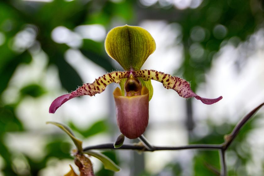 orchidea odmiany