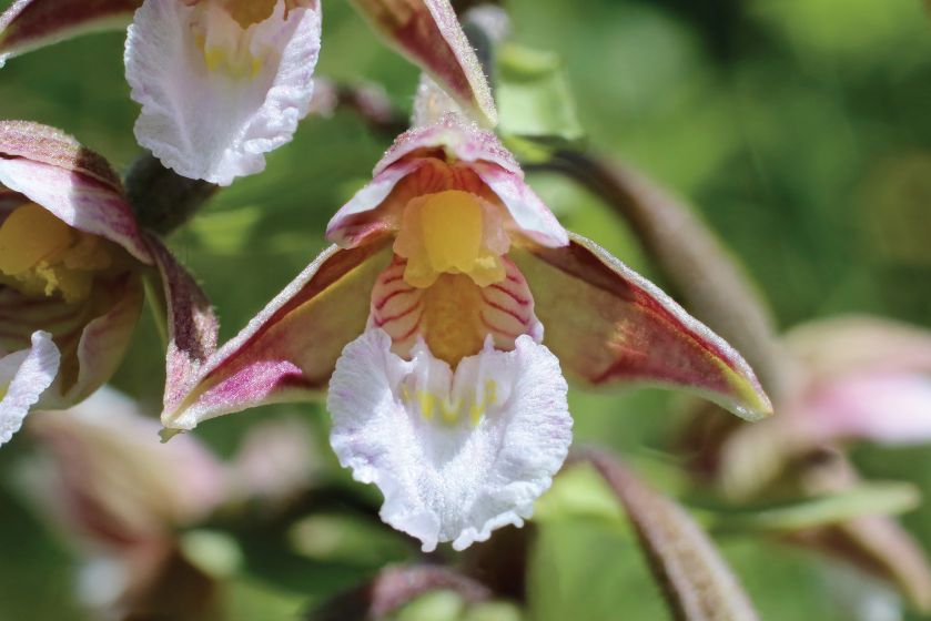 orchidea odmiany