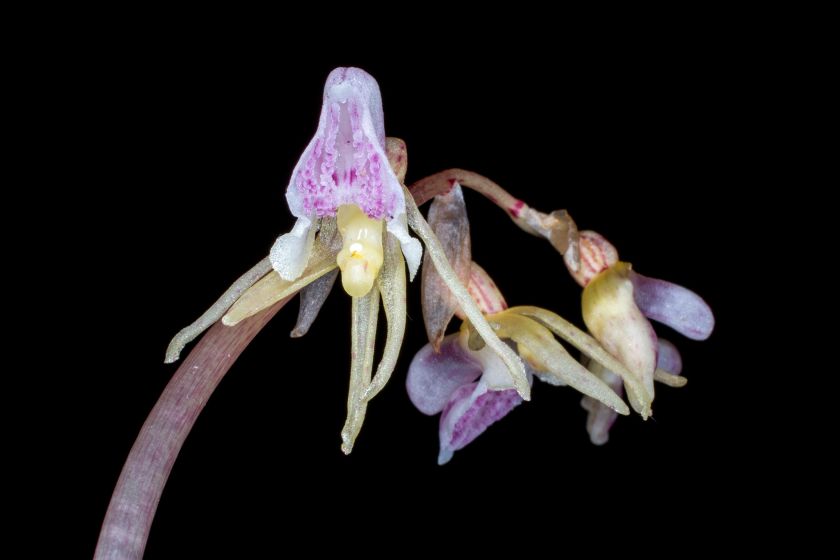 orchidea odmiany