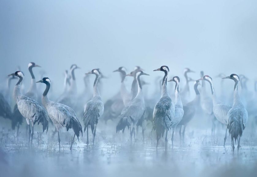 żurawie we mgle