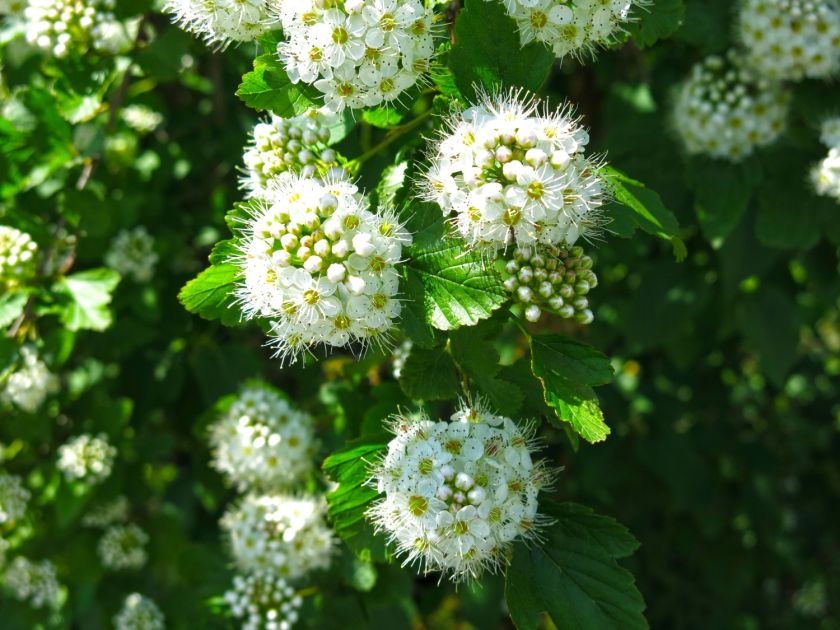 pęcherznica ogrodowa