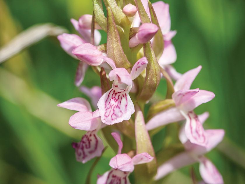 orchidea odmiany