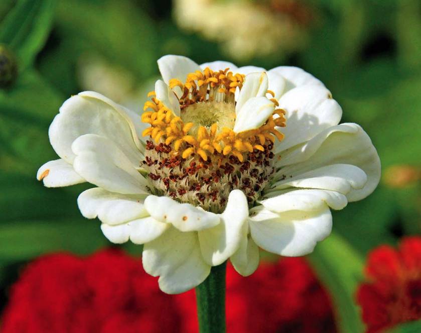 cynia wytworna biała