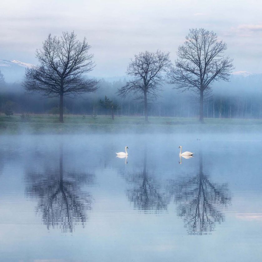 łabędzie na jeziorze we mgle
