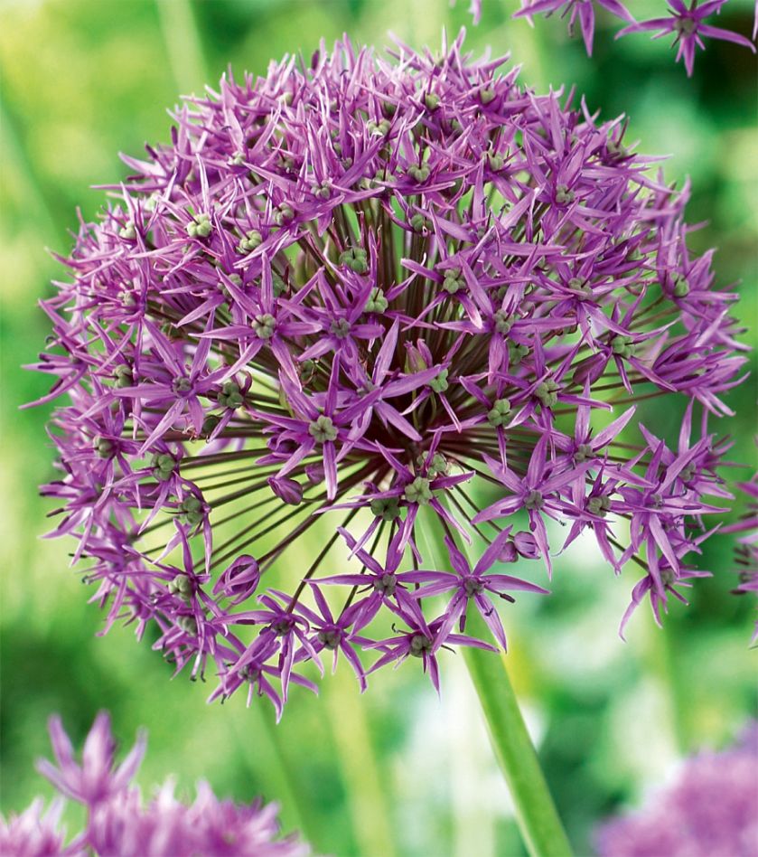 Allium stipitatum Violet Beauty