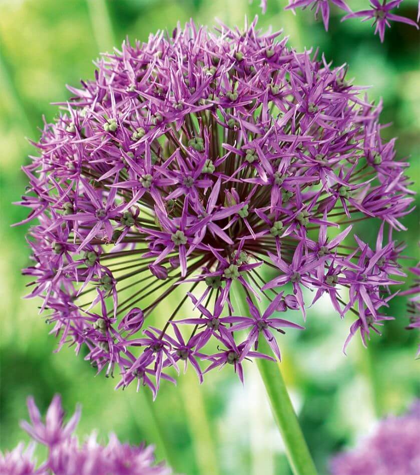 Allium stipitatum Violet Beauty