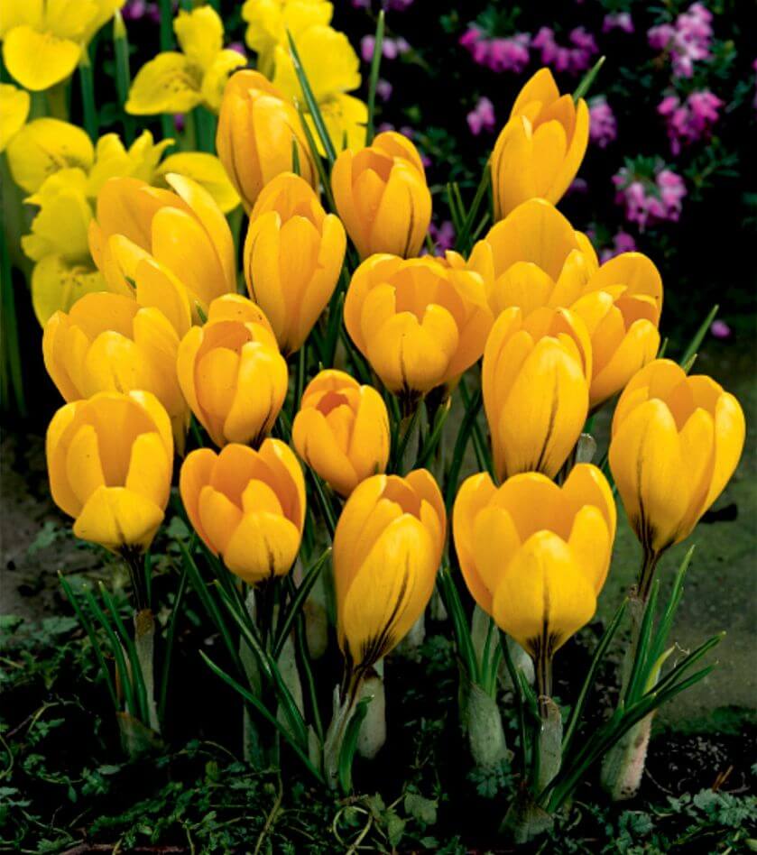 krokus kwiat