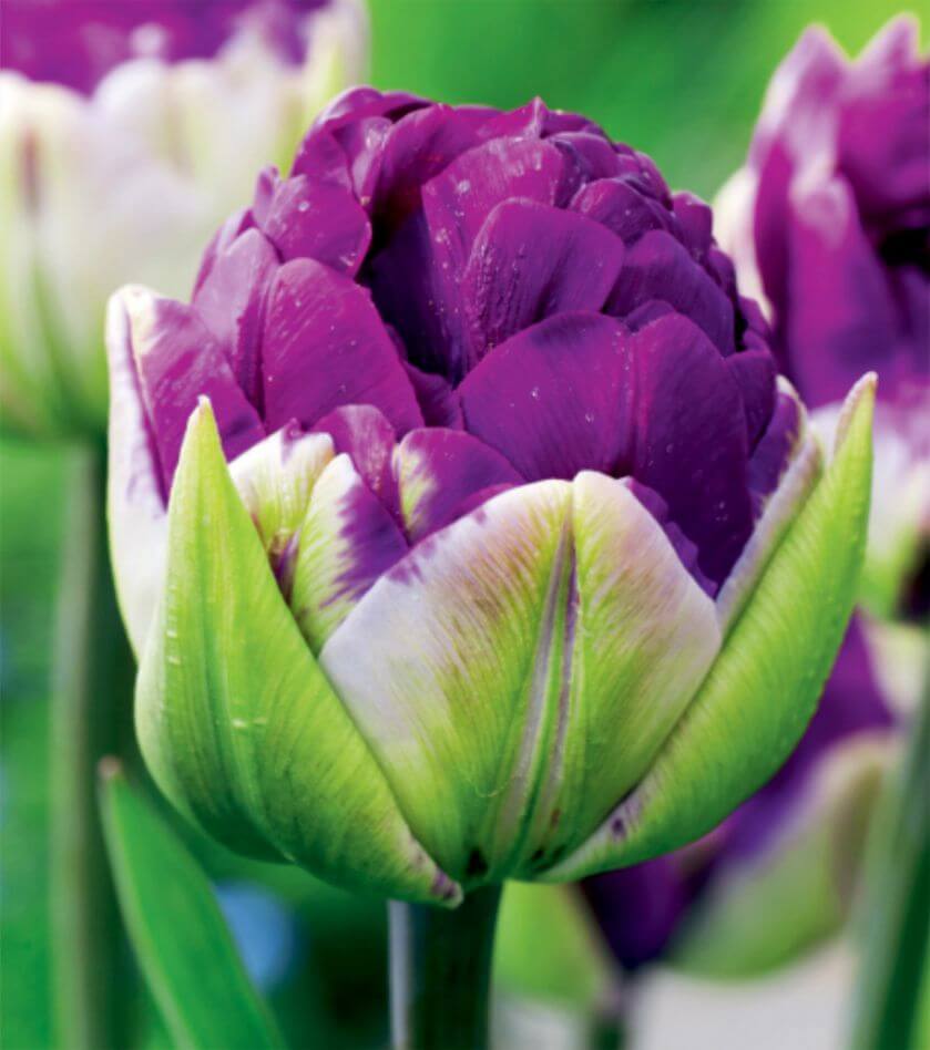 fioletowy tulipan
