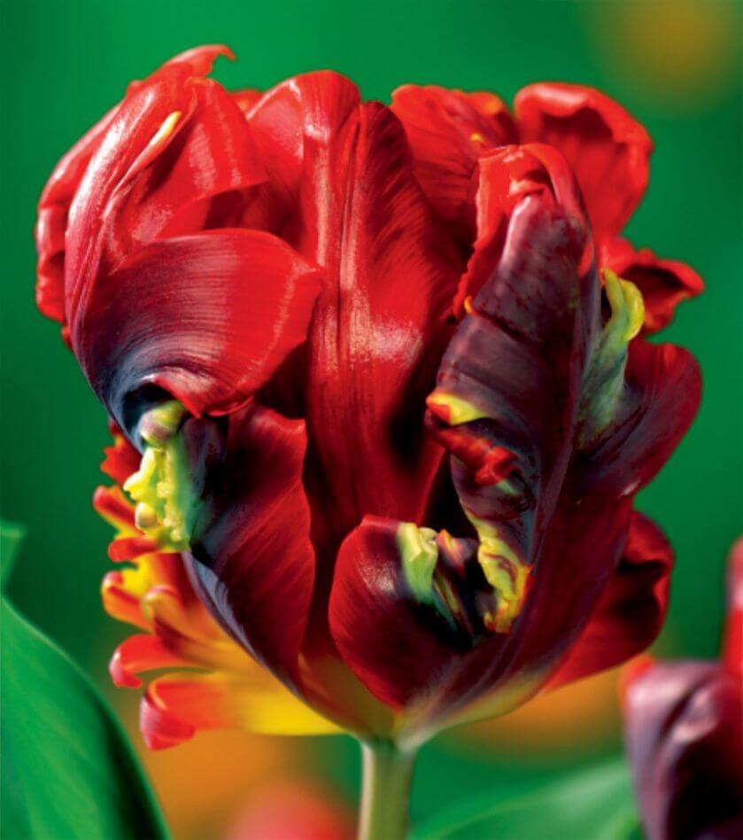 czerwony tulipan