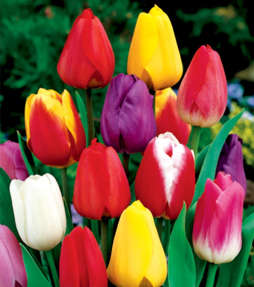 tulipany kiedy sadzić