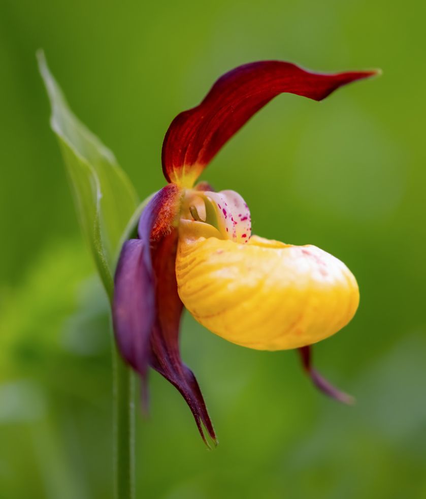 orchidea odmiany