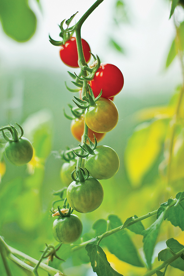 Pomidorem przegoń mysz
