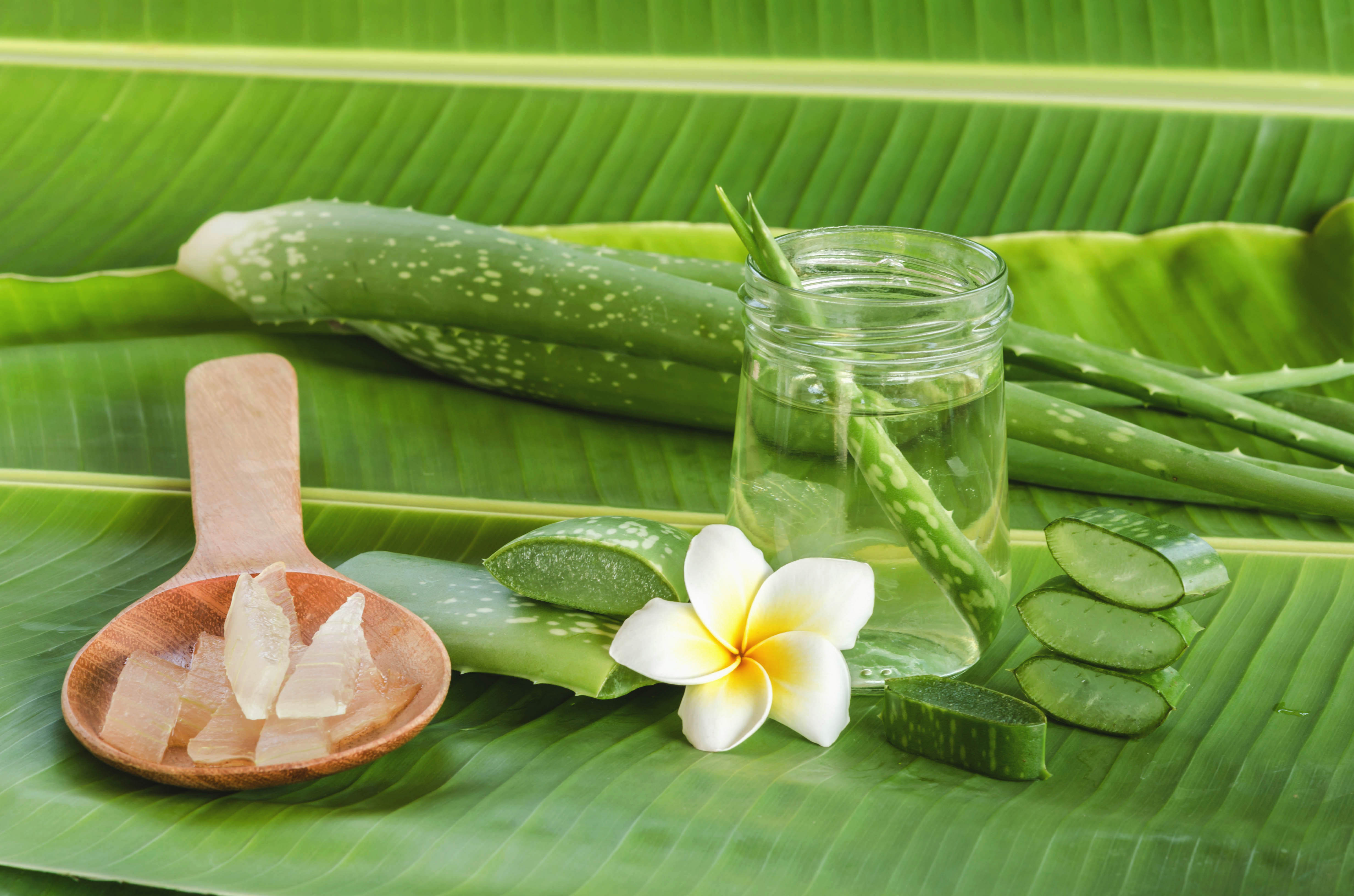 aloe vera deutschland kaufen Bio Aloe Vera Saft (1 Liter) mit 1.200mg Aloverose von amaiva main image 1
