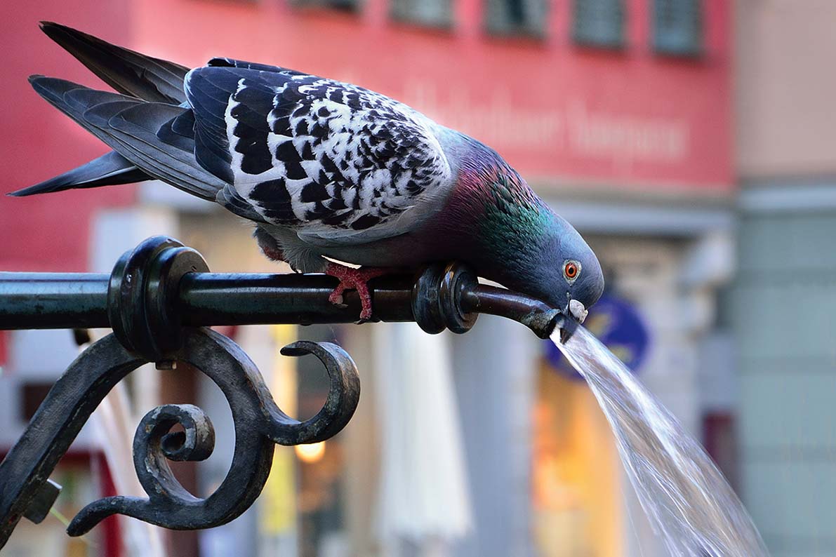 Больной голубь на балконе что делать