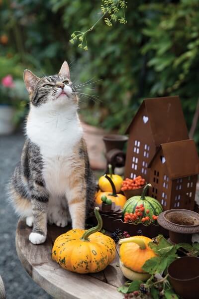 Dekoracje z dyni i domków z kortenu