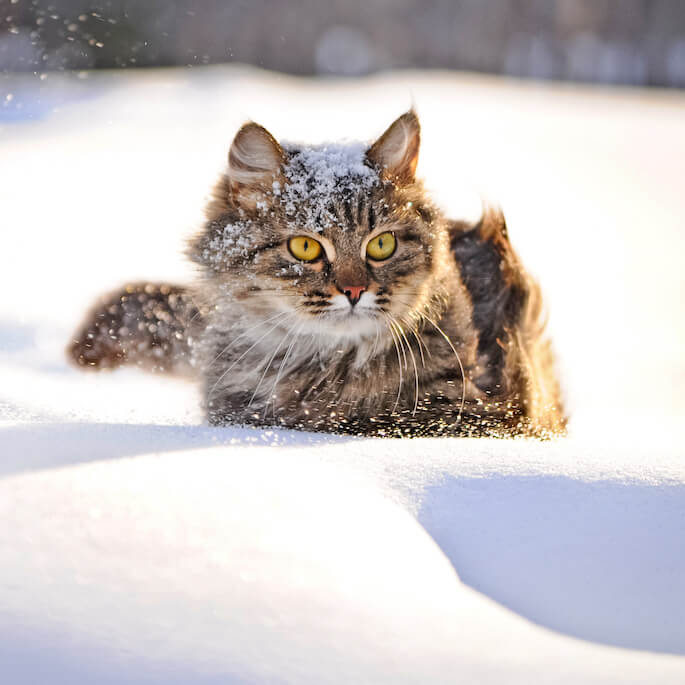 czy koty marzną zimą